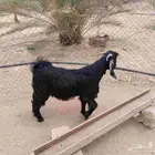 تيوس شحم فل واحد فحل اصفر