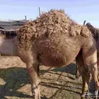حشو زواج قعود بكره