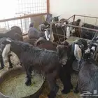 تيس تيوس