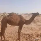 بكرة طيبه للبيع