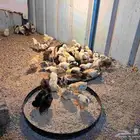 صيصان