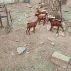 جفار تأسيس مراح