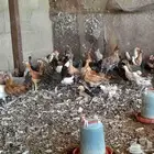 دجاج بلدي