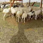 غنم رفيديه خلفات 10 تحتها 10 سنها من رباع لي تامه شبب