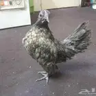 دجاج قزم