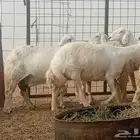 غنم حريت حرش دفيع صنف الصنف غنم طيب العدد 12 رأس