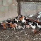 دجاج وديوك في المجمعه