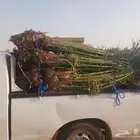 يوجد لدينا جميع انواع النخيل المثمرة وزينه اتواصل جوال 05065