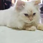 قط شيرازي للبيع