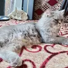 قطه شيرازي للبيع