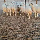 غنم حريات حرش دفيع
