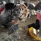 بيض رومي مخصب