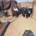 جفار مراح واحد اثنوات