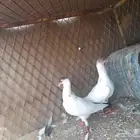 ماشاءالله تبارك الرحمن حمام هلمت هومر للبيع على السوم