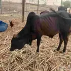 حسيل للبيع عمره 7 أشهر ممتاز مد وارتفاع ولون تبارك الله