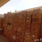 كراتين موز