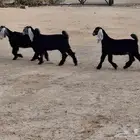 تيس وعناقين الموقع الجله