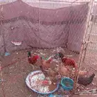 للبيع دجاج 16 دجاجه وا 4ديكه الدجاج بياض شرط الموقع الحفير