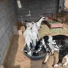 عدد 3 ماعز مع الفحل