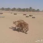 سواكن مرابي