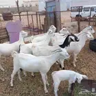 غنم العدد 8 وتحتها واحد والباقي دفيع فيها القريب وفيها البعي
