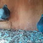 حمام فرش للبيع