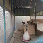 شنير سوري