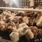 يوجد البط بكيني يوجد رومي صغير