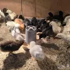 صوص بلدي ولوهمان