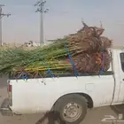 يوجد لدينا جميع انواع النخيل المثمرة وزينه اتواصل