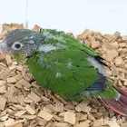 فروخ كنيور انتاج محلي صبغات قويه