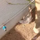دجاجتين جمد للبيع