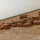 تبن للبيع