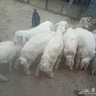 خمسه تيوس 6طليان العمر خمسه شهور الى شهرين
