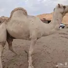 جمل حرصان بشهادته فيه عدد 16 من الزمول الحرار