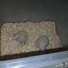 متوفر فروخ كروان البيع الحد 120 الفرخ اقبل البدل