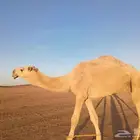 جمل سنه رباع