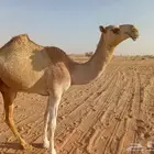 بكره مفروده طيبه ع زمول عيد ابن ضافر القحطاني الي شاركت شلفى