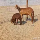 رخل سواكنية تحتها طلي