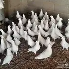 حمام فرنسي