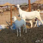 عنز بيشية صنف الصنف متاومة تحتها جفرة وتيس