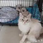 قطه