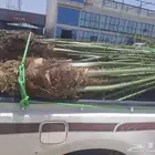 يوجدلدين جميع انواع انخل المثمره وزينه ب مكه اطايف جده