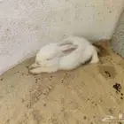 ارنب هولندي للبيع