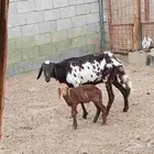سواكنيه خلفه