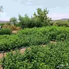 تصفيه مشتل ب مكة