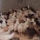 صوص دجاج للبيع في المجمعه