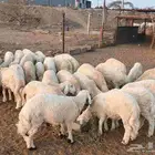 طليان العمر حوالي 4 شهور العدد 30