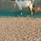 عنزه خلفاء متاومه تحتها 2 جفار وتيس