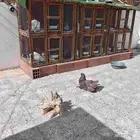 حمام رقاص أمريكي هولندي نفاخ قلم